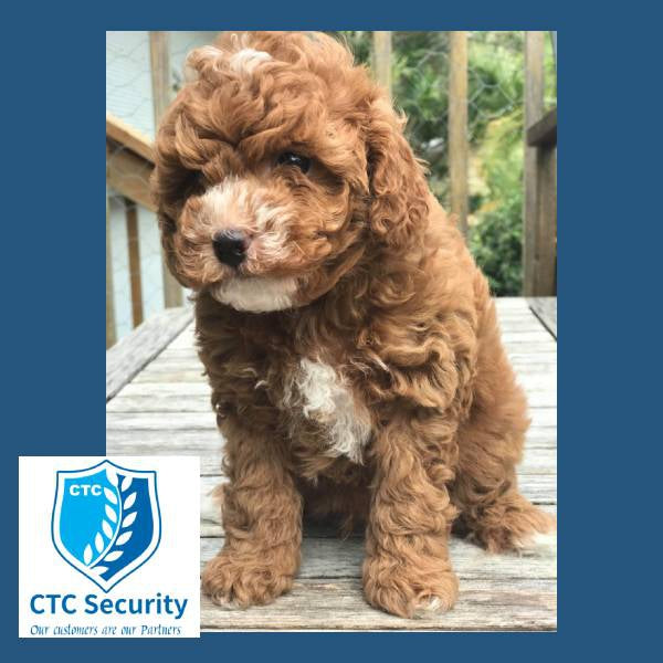 Bosch Pet Friendly Home Alarms-CTC Security